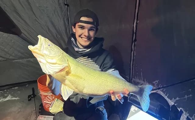 Walleye Through The Ice